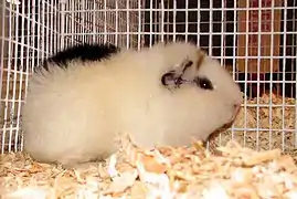 テディ