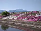 禎瑞の芝桜と石鎚山