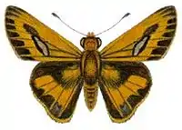 T. colon argeus