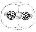 終期（telophase）