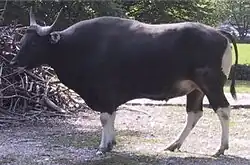 バンテン