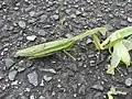 ハラビロカマキリを捕らえた雌