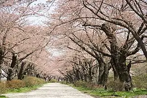 北上市立公園展勝地（2008年4月）