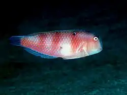 テンス