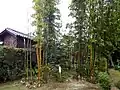 泰山竹