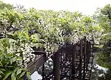 天赦園の白玉藤