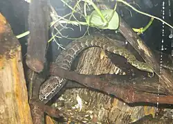 ヒゲミズヘビ