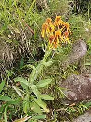 茎にほとんど毛はないか、上部に少しくも毛があり、下方は角ばり紫色をおびる。茎につく葉は10個ほどあって互生する。