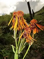 10個前後の頭花を散形状につけ、花冠は橙黄色で、舌状花冠は10-15個あり、細長く、反り返った形状は特徴的である。
