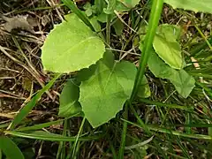 茎の下部につく葉。さじ形で、縁に低くて粗い鋸歯があり、基部はやや狭まって翼状の葉柄にる。