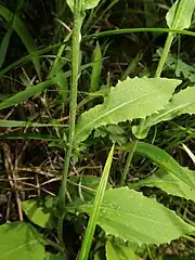 茎の中部につく葉。卵形から倒披針形になり、基部は茎を抱く。葉の両面には白色の綿毛がある。茎にはクモ毛がある。