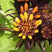 舌状花は短く、筒状花は橙赤色