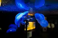 寺泊水族博物館