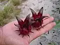 肥厚した萼と苞