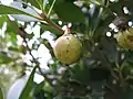 若い果実
