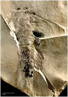 化石ムカデエビ類 Tesnusocaris goldichi の化石。頭部前方の対になる丸い構造は眼と考えられる。