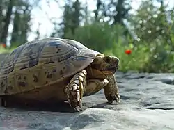 ギリシャリクガメ
