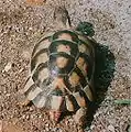 フチゾリリクガメT. marginata