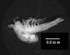 テルモスバエナ類の1種 Tethysbaena ophelicola