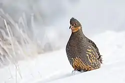 チベットキジシャコ