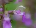 花の拡大