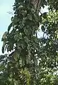 はい上がる蔓植物P. giganteum
