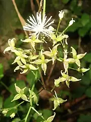 果実は1花に2-5個つき、狭卵状の痩果になり、縦に隆起する10稜があり、基部は無柄かごく短い柄がある。痩果の先端に残存花柱があり、その先に強く反曲する残存柱頭がある。