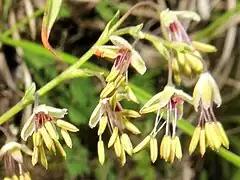 左の拡大。花弁状の萼片は4個あり、楕円形で黄緑色、花弁はない。雄蕊は多数あって下垂し、葯は鮮黄色で長く、花糸は糸状で葯より細く紫色を帯びる。