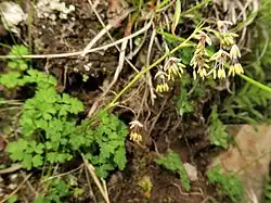 花柄は斜上し、基部に披針形での苞があり、茎を抱く。