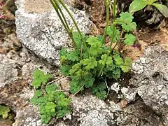 花期にも根出葉が生存し、葉身は2-3回3出複葉。小葉柄の基部に小托葉はない。株の根元に前年の枯れた根出葉の葉柄が残る。