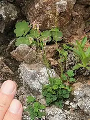 この個体の高さは10cmたらず。標高2800ｍ近い岩場で。