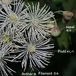 花の構造萼片は花時に早く落下し、雄蕊は輪状に多数集まり、花糸は棍棒状