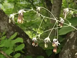 花を4-15個ほどつけ、花柄の長さは1-2.5cmになり、下向きに咲く。萼片は4-5個あり、楕円形で紫褐色、早落する。花弁はない。雄蕊は多数あり、葯は鮮黄色で、花糸は糸状で葯より細く紫褐色になる。