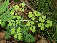 茎葉の葉身は2-4回3出複葉で、小葉は灰緑色、倒卵形から卵形になり、浅く3裂し、表面の葉脈はへこむ。