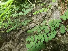 葉柄の基部の托葉は褐色で膜質、小葉柄の基部に小托葉はない。