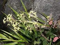 若い果実。花柄は長さ1.5-3cmになる。