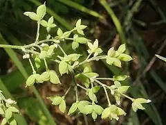 果実は縦の稜線が目立つ紡錘状の痩果になり、果柄はない。花序、痩果にも微細な腺毛が密生し粘る。