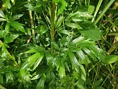葉身は1-3回3出複葉で、小葉は狭倒卵形から広楕円形になり、細長く、縁は全縁か先が浅く3-5裂し、先端は鋭形になる。