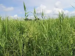 生育環境。オギ Miscanthus sacchariflorus やヨシ Phragmites australis が生える湿った草地に生える。渡良瀬遊水地。