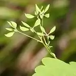 ミヤマカラマツ（飛騨山脈爺ヶ岳、2015年7月7日）