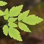 ミヤマカラマツの三出複葉（赤石山脈聖岳、2014年7月25日）