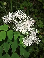 花序は散房状につき、花は白色または淡紅色を帯び、花弁はない。雄蕊は白色で多数あり、花糸は棍棒状で上部は太く下部は糸状になる。雌蕊は見分けにくいが、中央部にあり、短く先端に葯がつかない。