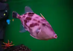 ウマヅラハギ。無毒で、美味。目立たない色をしている。