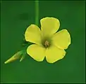 花の拡大写真