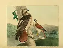 版画作品