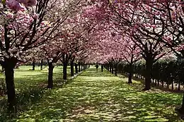 コウカ(紅華)など10品種の八重桜の並木(日本花の会 結城農場にて)