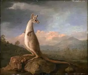 『ニューホランドのカンガルー』(1772)  国立海事博物館