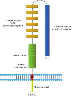 Carbohydrate Antigen 125、Mucin-16、MUC16