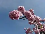 2019年の花「紅手毬」