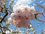 2018年の花「大提灯」
